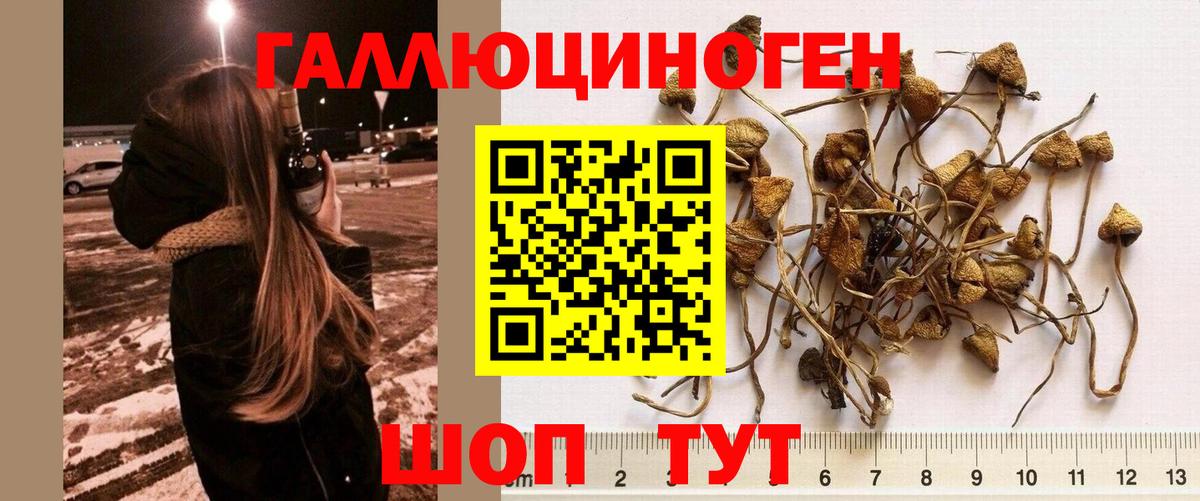 Галлюциногенные грибы Cubensis Междуреченск